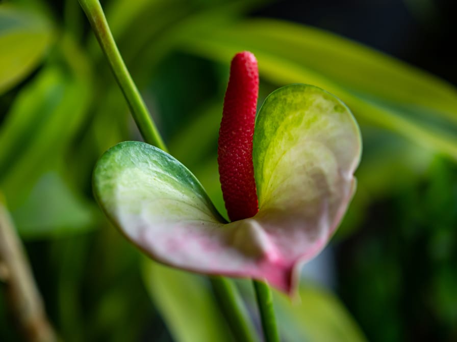 Anthurium plants, flowering size — 12 varieties