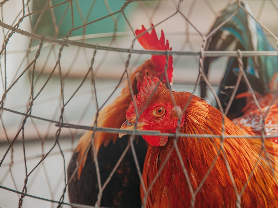 Poultry cage and feeder set — for 20 birds