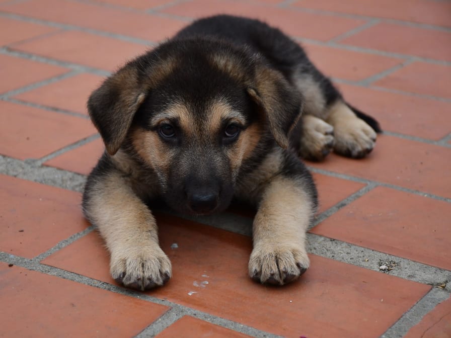 German Shepherd pup, 60 days — vaccinated, mother on site