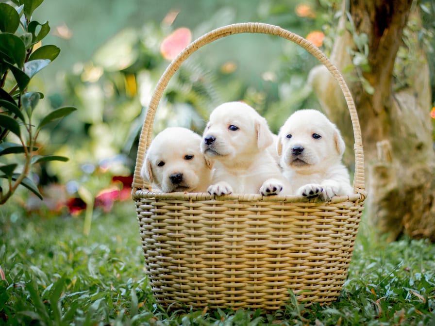 Labrador puppies, 45 days — vaccinated, parents on site
