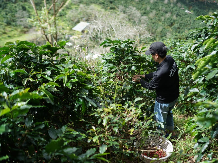 1.2 acre with coffee and pepper, Sulthan Bathery