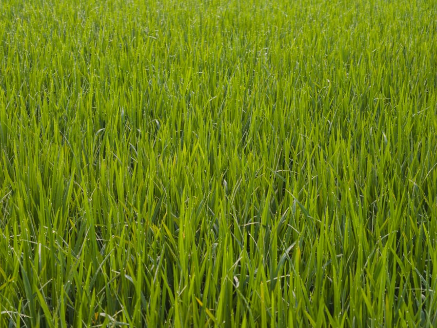Uma paddy seedlings — ready for transplanting, Chittur